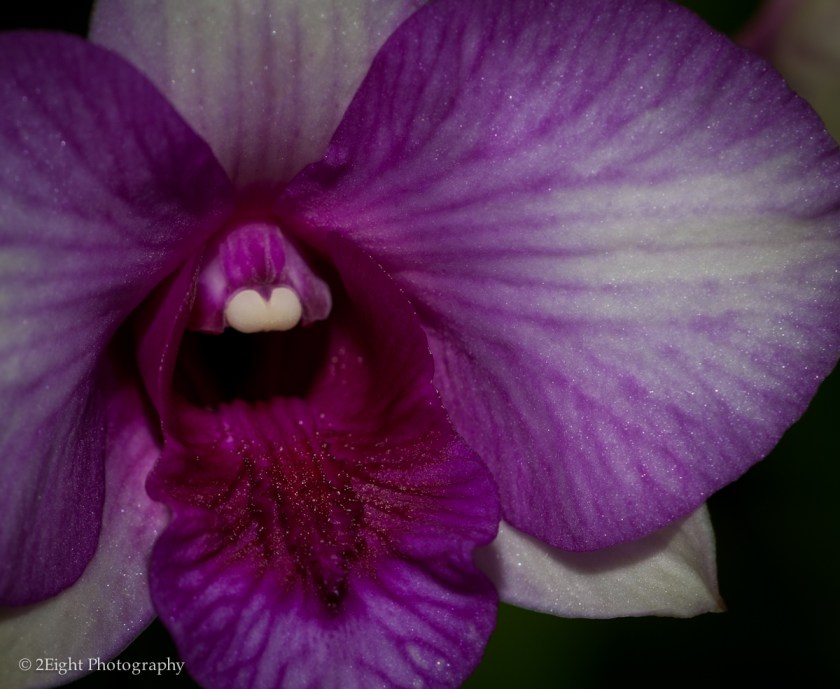 Purple Orchid