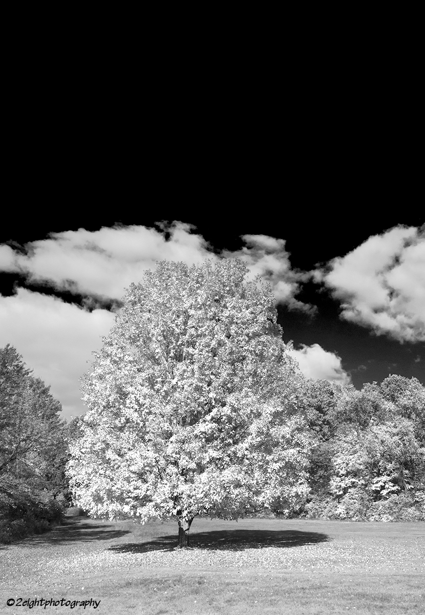 Tree Black and White