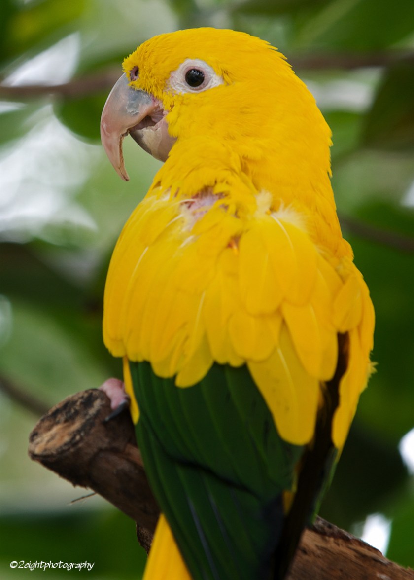 Yellow Bird