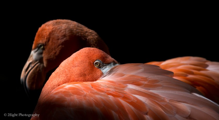 Portrait of a Flamingo