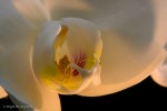 White Orchid