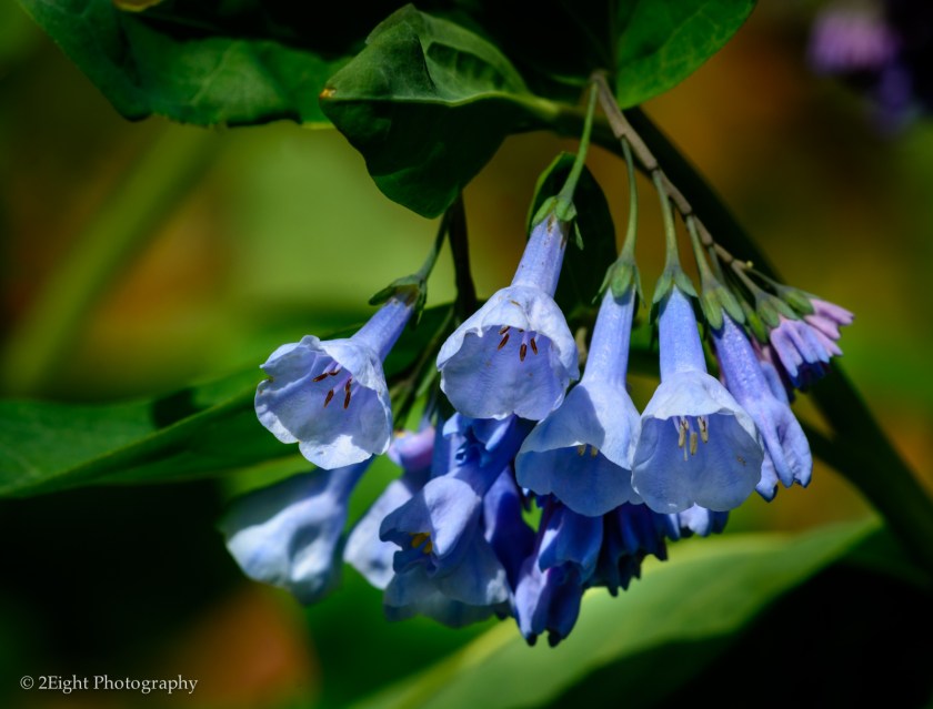 Blue Bells