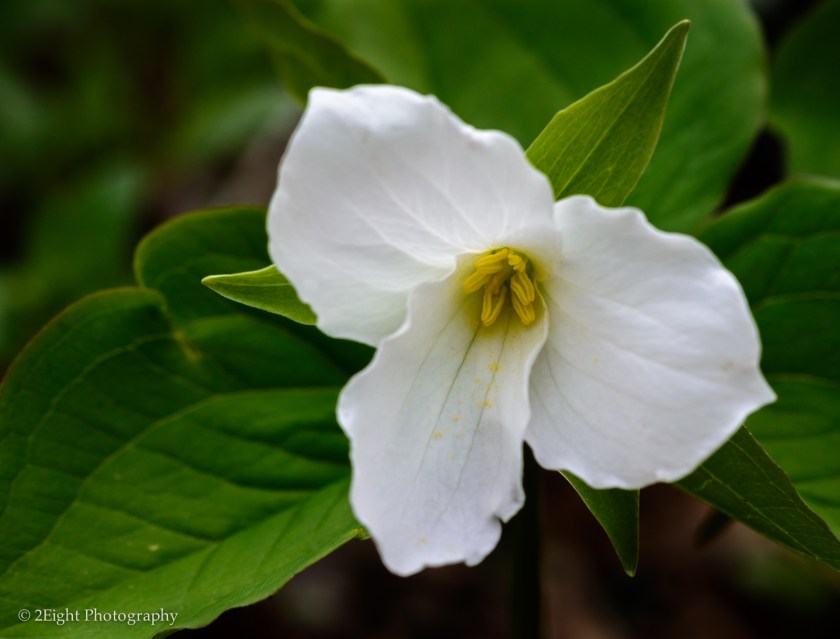 White Trillium