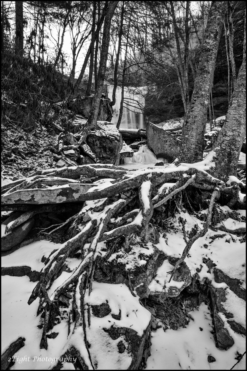 Cucumber 01192016 BW